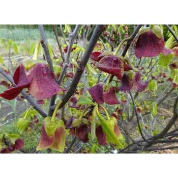 Sazenice Pawpaw - Asimina triloba - Sun-glo