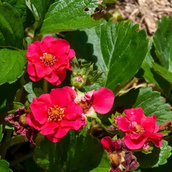Semeno Jahodník Summer Breeze Rose F1 - Fragaria ananassa - semena jahodníku - 10&nbsp;ks