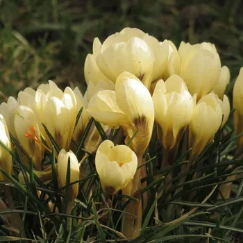 Semeno Krokus Cream beauty - Crocus chrysanthus - hlízy krokusu - 3 ks