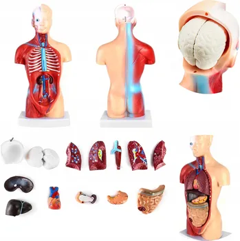 anatomický model 15-częściowy model anatomiczny człowieka Lebka Mozek Vnitřní orgány
