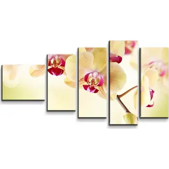 Obraz Sablio Obraz - 5-dílný Orchidej 2 - 100x60 cm