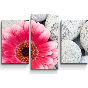 Obraz Sablio Obraz - 3-dílný Gerbera na kamenech - 75x50 cm