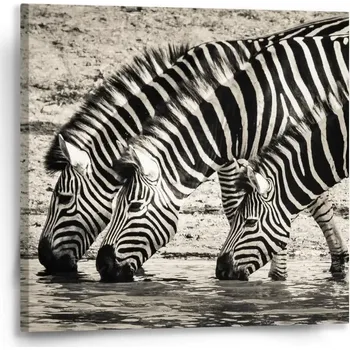 Obraz Sablio Obraz Zebry u vody - 50x50 cm
