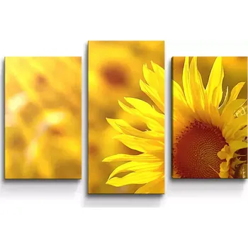 Obraz Sablio Obraz - 3-dílný Slunečnice 3 - 75x50 cm