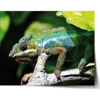 Plakát Sablio Plakát Chameleon - 120x80 cm