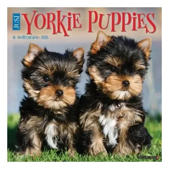 Kalendář Yorkie Puppies 2026 12 X 12 Wall Calendar (EN)