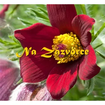 Sazenice Koniklec ´Pinewheel Red´ (Pulsatilla vulgaris ´Pinewheel Red´)