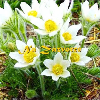 Sazenice Koniklec ´Pinwheel White´ (Pulsatilla vulgaris ´Pinwheel White´)