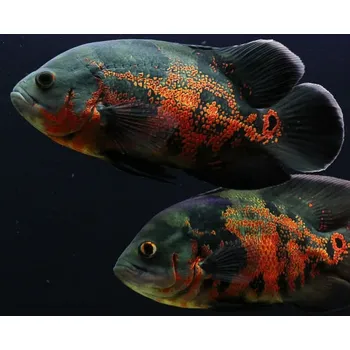 Vrubozubec paví red tiger - Astronotus ocellatus red tiger