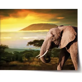 Plakát Sablio Plakát Slon z profilu - 60x40 cm