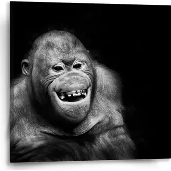 Obraz Sablio Obraz Orangutan - 50x50 cm