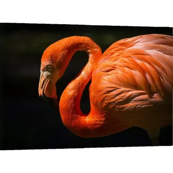 Obraz Sablio Obraz Plameňák - 150x110 cm