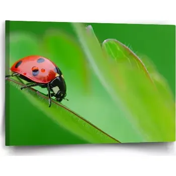 Obraz Sablio Obraz Beruška na listě - 60x40 cm