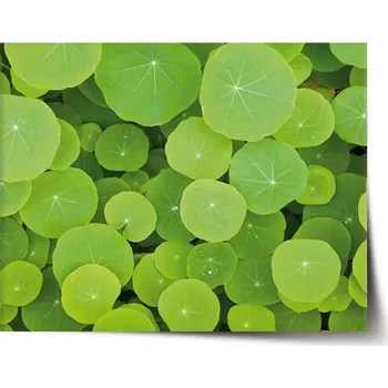 Plakát Sablio Plakát Listy leknínu - 60x40 cm