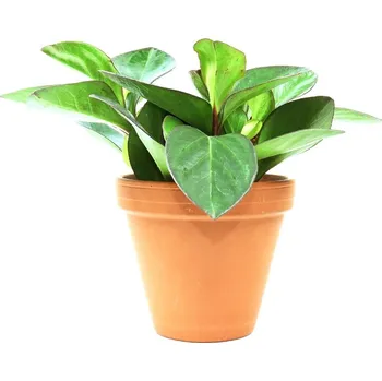 Gardners Peperomia Clusifolia Red Margin, průměr 14 cm Peperomie, pepřinec