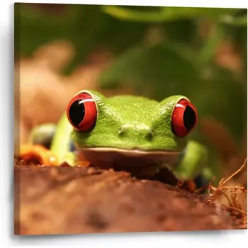 Obraz Sablio Obraz Zelená žába - 50x50 cm