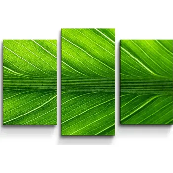 Obraz Sablio Obraz - 3-dílný List 2 - 75x50 cm