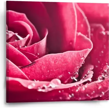 Obraz Sablio Obraz Detail růže - 50x50 cm