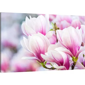 Obraz OBRAZ NA PLÁTNĚ KVĚTY MAGNOLIE DO OBÝVACÍHO POKOJE 100x70