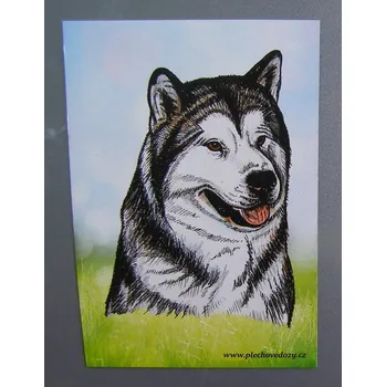 Dekorativní magnet Magnetka - malamut