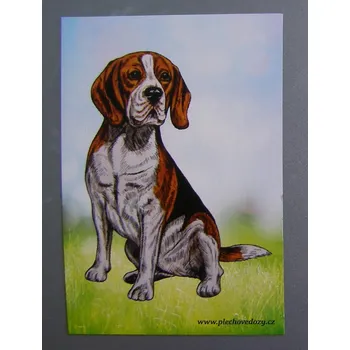 Dekorativní magnet Magnetka - bígl