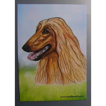 Dekorativní magnet Magnetka - afgánský chrt