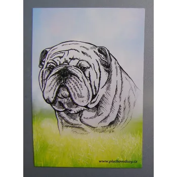 Dekorativní magnet Magnetka - anglický buldok