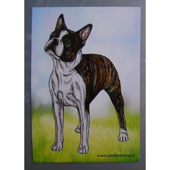 Dekorativní magnet Magnetka - bostonek