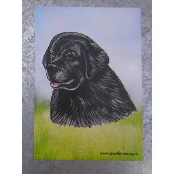 Dekorativní magnet Magnetka - novofundlanďan