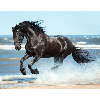 Diamantové malování Amparo Miranda® Diamantový obrázek Hřebec