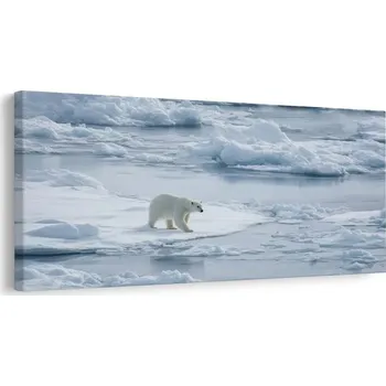 Obraz Dovido Obraz polární medvěd na ledové kře
