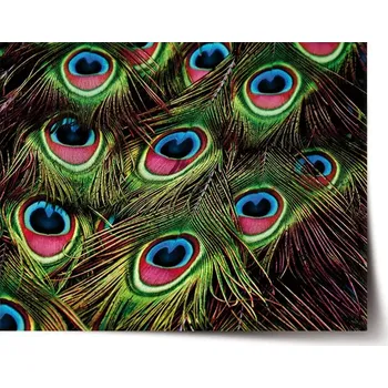 Plakát Sablio Plakát Paví peří - 60x40 cm
