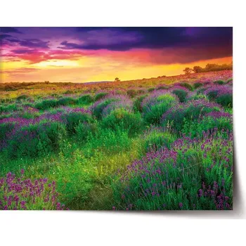 Plakát Sablio Plakát Levandulové pole - 60x40 cm