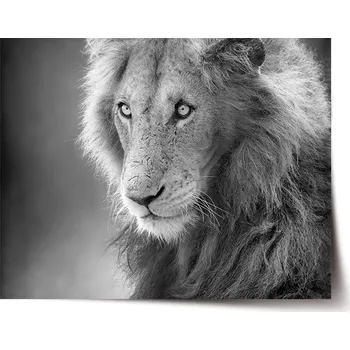 Plakát Sablio Plakát Lvíček - 60x40 cm