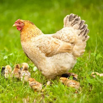 Semeno BIO Travní směs pro zatravnění výběhů a pastvin - směs trav - semena - Sativa - 500&nbsp;g