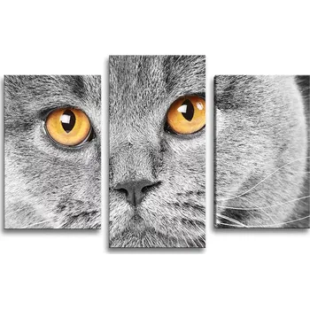 Obraz Sablio Obraz - 3-dílný Kočičí pohled - 75x50 cm