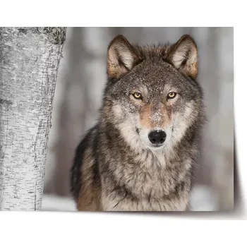 Plakát Sablio Plakát Vlk 2 - 120x80 cm