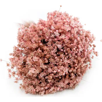 mech-mech.cz Sušená Glixia Marcela - (Marcela) - Růžová