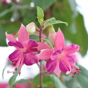 Jenifer Haslam Fuchsie 689