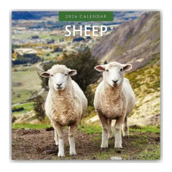 Diář Sheep - Schafe 2026 - 16-Monatskalender (EN)