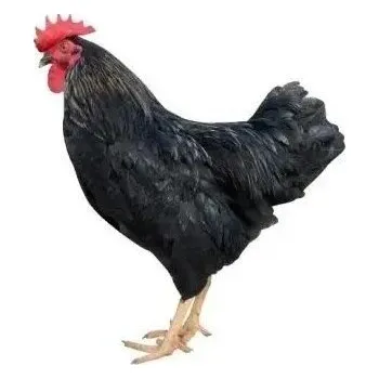 Vodovodní kohout Kohout Dominant Černý D109