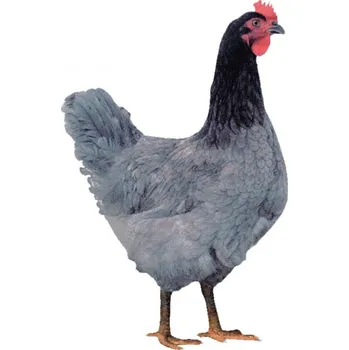 Kuřice Dominant Modrý D107