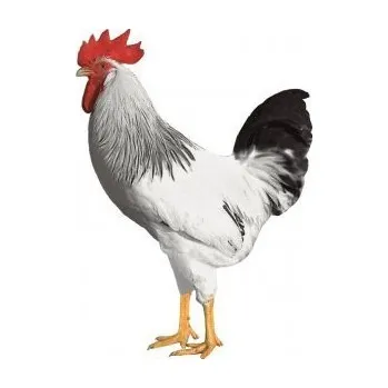 Chov hospodářského zvířete Kohout Dominant Sussex D104