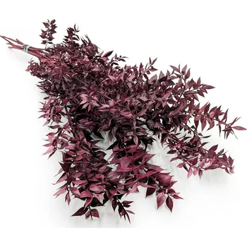 mech-mech.cz Stabilizovaný Ruskus - (Ruscus) - vínový