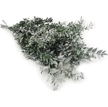 mech-mech.cz Stabilizovaný Ruskus - (Ruscus) - bělený zelený