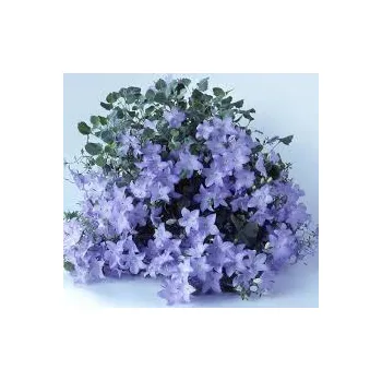 Zvonek ženich – Campanula isophylla 038 A