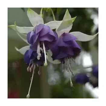 Maharani Fuchsie 704