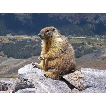 Tělový krém Sixtus krém na hýždě 125 ml