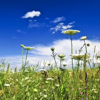 Travní směs SEED SERVICE KVĚTNATÁ LOUKA 10 kg Partie: 24-2232-08401-01 /60