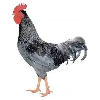 Instalatérský materiál Kohout Holokrčka